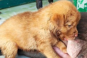 🐶🐶Cute puppies 5Days old breastfeeding mummy🥰🥰 #puppy #puppies #puppyplaytime #doglover #doglovers