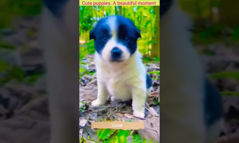 Cute puppies. A beautiful moment #3160 - #shorts #YouTubeshots #YouTubereels