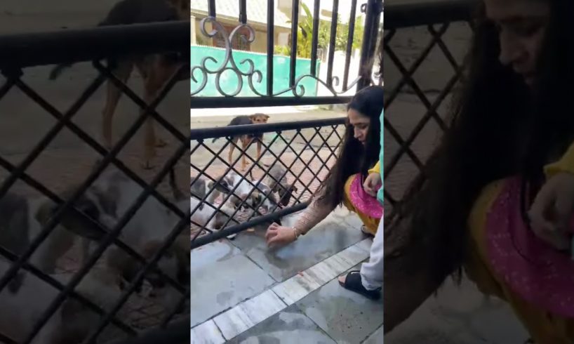 Cute puppies Aye Eva Se Milne 😍🐶#ytshorts #shorts #dog