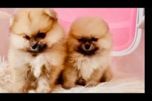 Cute puppies Pomeranian Lover ❤️