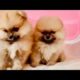 Cute puppies Pomeranian Lover ❤️