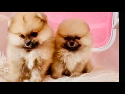 Cute puppies Pomeranian Lover ❤️