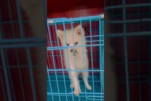 Cute puppies and cats at local Chinese Market🐕🐕🐈🐈 #pets #cutecats #cutecat #cutepuppies #cutedog