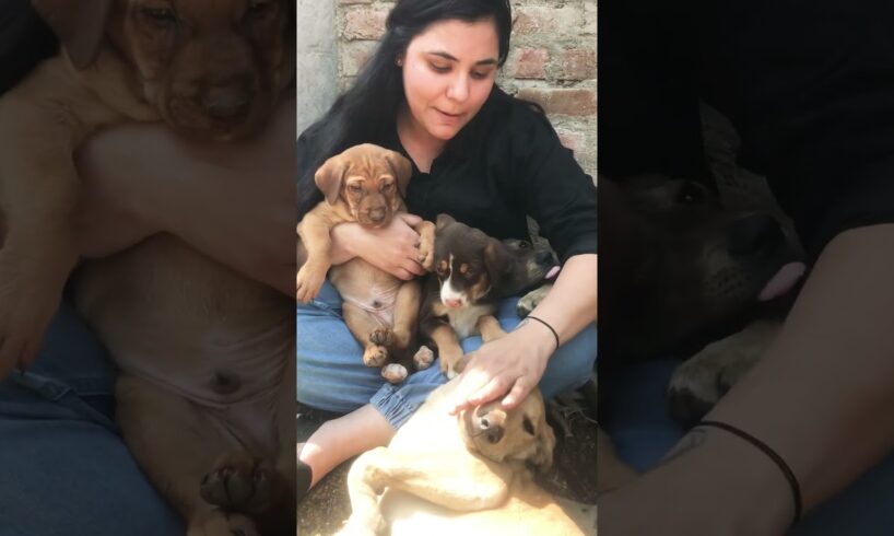 Cute puppies and dogs #puppy #puppies #dog #dogs #dogmom #doglover #doglovers #shorts