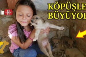 Cute puppies are growing ! Pamuk Köpeğin Yavruları Sevimli Köpüşler Büyüyor!