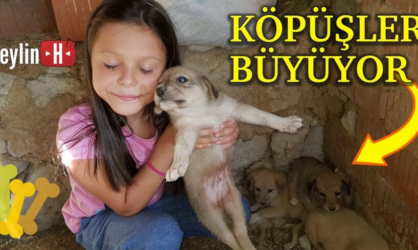 Cute puppies are growing ! Pamuk Köpeğin Yavruları Sevimli Köpüşler Büyüyor!