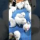 Cute puppies #cutepet #puppylovers #puppyvideo #viralvideo #foryou