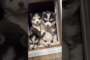 Cute puppies husky dog ❤️