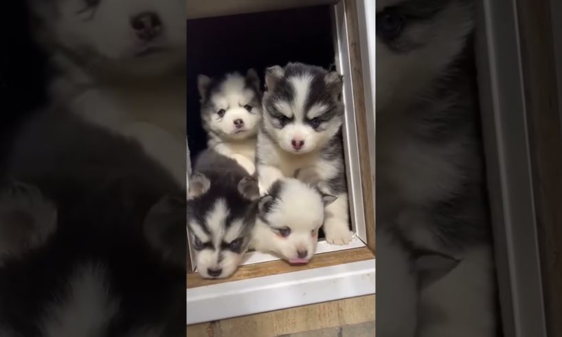 Cute puppies husky dog ❤️