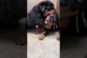 Cute puppies playing #dog #viral #shorts #puppy ... like and subscribe #cute #animal 😀😜😀😀😀😛😛😛😛😛😛😛😛