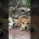 Cute puppies ❤️ #puppy #streetdog #happy #shortvideo #playtime #dogs #doglover #youtube