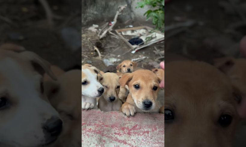 Cute puppies ❤️ #puppy #streetdog #happy #shortvideo #playtime #dogs #doglover #youtube