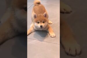 Cute puppies so happy 🐶🐶 #doglover #babydog #dogvideo #puppy #cutedog #dogs #dog #shorts