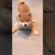 Cute puppies so happy 🐶🐶 #doglover #babydog #dogvideo #puppy #cutedog #dogs #dog #shorts