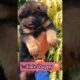 Cute puppies🐶 #viral #shorts #puppy #dogbarking #dog #dogsound #shortsfeed #youtubeshorts #trending