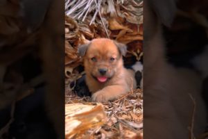 Cute puppies🐶🐶🐶🎅#viral #trendingshorts #youtubeshorts