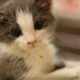 Cutest Kitten Meow EVER - Kitten Love