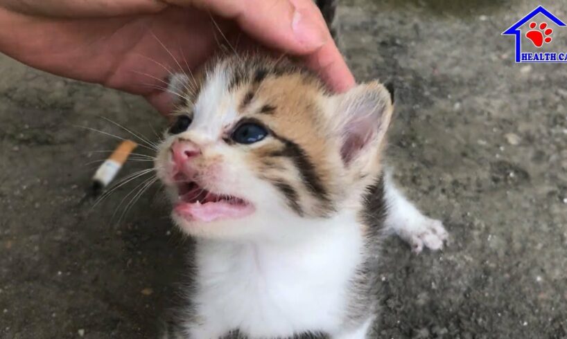 Cutest kitten is asking me something – Baby Kitten meowing loudly on street!