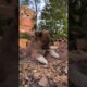 Cutest puppies 🐶 I met ever #viral #streetpuppies