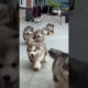 Cutest puppies ~   #cute #funny #adorable