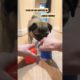 Cutest puppies 🐶 #viral #shorts #youtubeshorts #trending #dog #funny