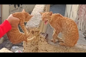 Daddy Cat angry with kittens |  Cat funny video | @IstanbulCats #kchelpingzone
