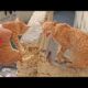 Daddy Cat angry with kittens |  Cat funny video | @IstanbulCats #kchelpingzone