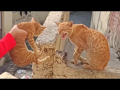 Daddy Cat angry with kittens |  Cat funny video | @IstanbulCats #kchelpingzone