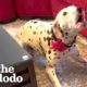 Dalmatian Who Was Terrified Of Men Gets Adopted By One | The Dodo