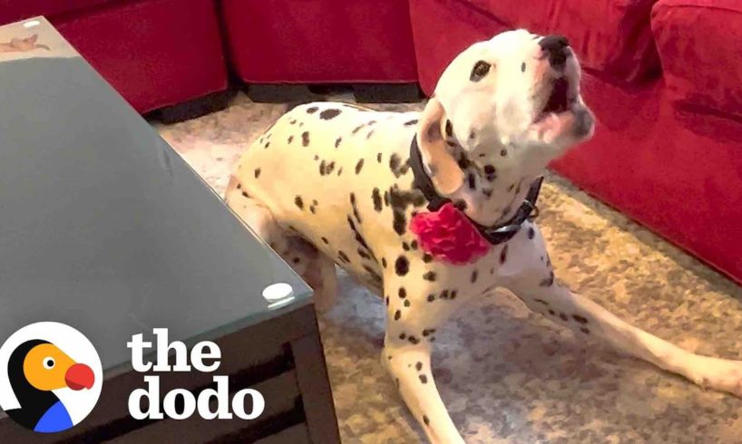 Dalmatian Who Was Terrified Of Men Gets Adopted By One | The Dodo