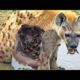 Dangerous Wild Animals Fights | Which you have not seen before
