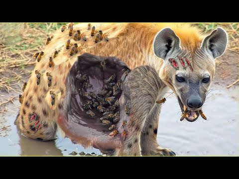 Dangerous Wild Animals Fights | Which you have not seen before