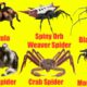 Discover new Animals: English names of spiders | Spiders for Children