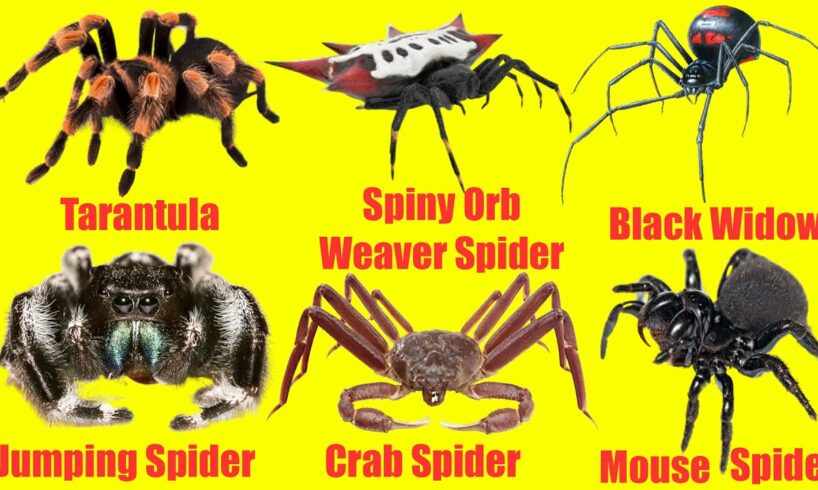 Discover new Animals: English names of spiders | Spiders for Children