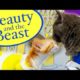 Disney's Beauty and the Beast (Cute Kitten Version)