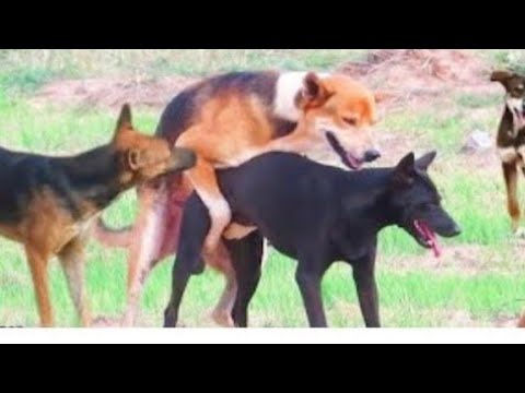 Dodo Dog Lying Motionless On playing on home//The animals dog vedeis