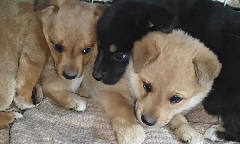 Dog Abandoned By Owner, Too Timid To Eat In The Face Of Food