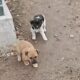 Dog Abandoned By Toilet, Survives By Eating Poop