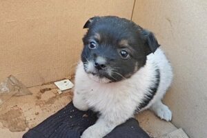 Dog Abandoned, Shivering In A Box, Rescued By Kindly Sanitation Worker