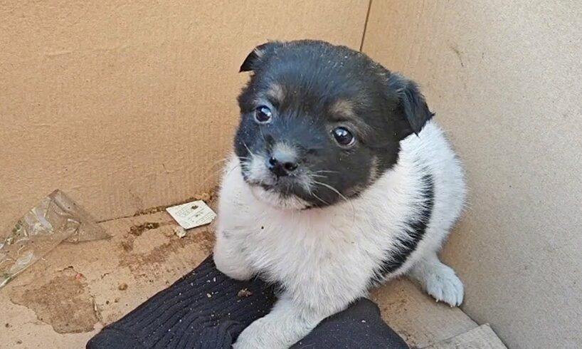 Dog Abandoned, Shivering In A Box, Rescued By Kindly Sanitation Worker