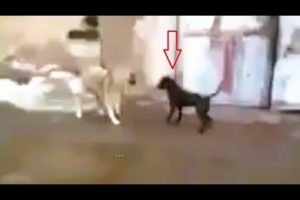 Dog Attack Cat - The Bravest Cat Caught on Camera Defeating Dogs | Animal Fights