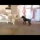 Dog Attack Cat - The Bravest Cat Caught on Camera Defeating Dogs | Animal Fights