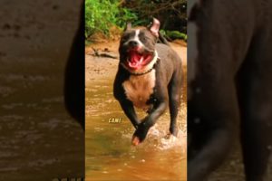 Dog Saves the Day: Kabang's Heroic Act Rescues Two Lives #shorts