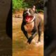 Dog Saves the Day: Kabang's Heroic Act Rescues Two Lives #shorts
