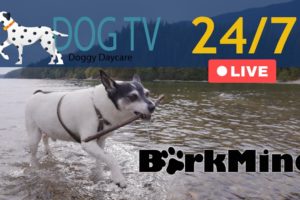 Dog TV Live 24/7 - Doggy Daycare - TV for Dogs