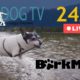 Dog TV Live 24/7 - Doggy Daycare - TV for Dogs