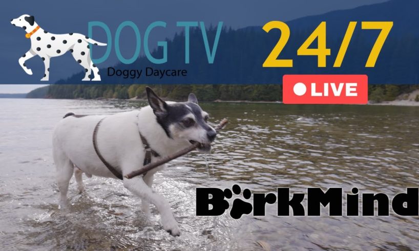 Dog TV Live 24/7 - Doggy Daycare - TV for Dogs