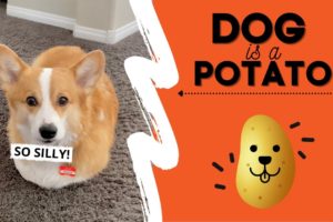 Dog Thinks He’s a POTATO! #fail #cute