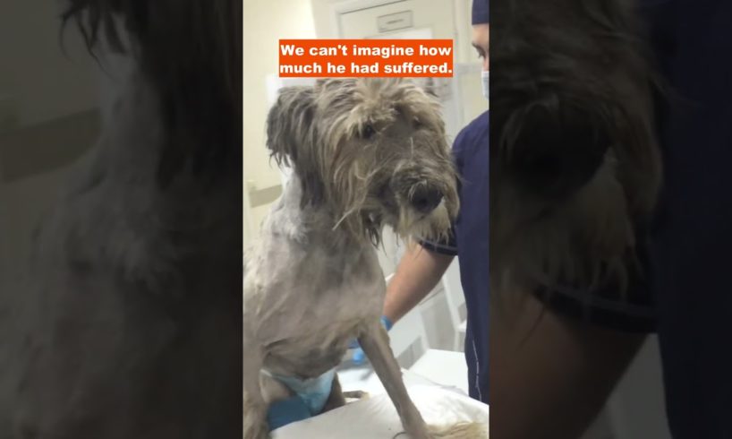 Dog with a broken spine crawled for a year until he met his rescuers