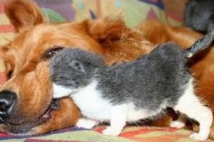 Dogs Who Love Their Kitten Since The Moment They Met - CATS AND DOGS Friendship